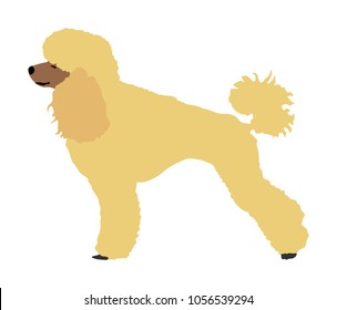 Toy Poodle vector. Portrait of Royal Poodle vector silhouette illustration isolated. French black poodle standing. Beware of dog. 