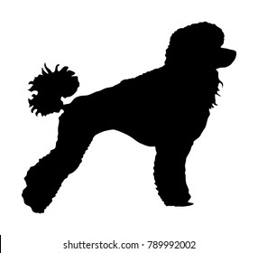 Toy Poodle vector silhouette. Portrait of Royal Poodle vector silhouette illustration isolated. French black poodle standing. Beware of dog. Dog show exibition. Black dog silhouette.