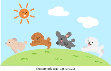 Toy poodles running in the field