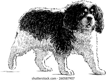 toy spaniel