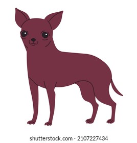 Toy Terrier or Chihuahua Small Shorthair Dog