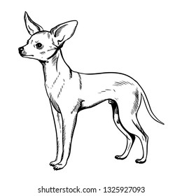 Toy terrier sketch isoleted on white background. Dog vector illustrarion. Pet shelter, flyer, poster, clothing prints.