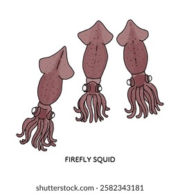 Toyama_Illustration of Hotaru Squid_Line drawing