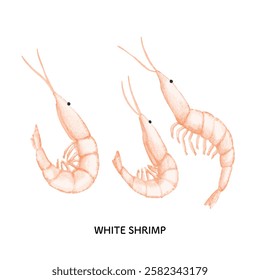 Toyama_White shrimp illustration_Colored pencil touch