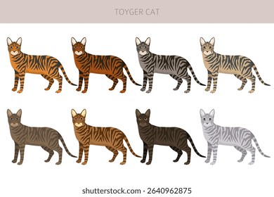 Toyger Cat clipart. All coat colors set.  All cat breeds characteristics infographic. Vector illustration