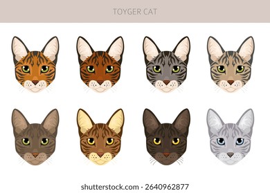 Toyger Cat clipart. All coat colors set.  All cat breeds characteristics infographic. Vector illustration
