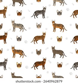 Toyger Cat clipart. All coat colors set.  All cat breeds characteristics infographic. Vector illustration
