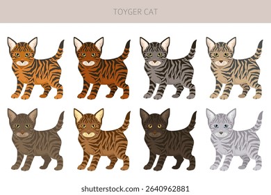Toyger Cat clipart. All coat colors set.  All cat breeds characteristics infographic. Vector illustration