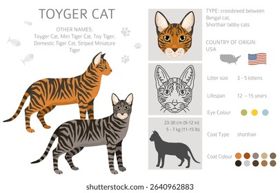 Toyger Cat clipart. All coat colors set.  All cat breeds characteristics infographic. Vector illustration