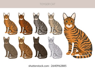 Toyger Cat clipart. All coat colors set.  All cat breeds characteristics infographic. Vector illustration