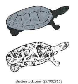 Tracaja, Podocnemis unifilis, is a species of turtle that lives in the Amazon region.