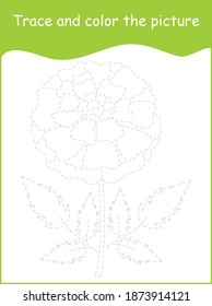 Trace and color the marigold flower, tracing flower activity worksheet for kindergarten kids