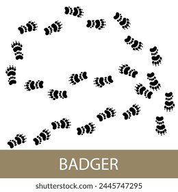 Trace of forest animal European badger, footprints of Eurasian badger , vector illustration