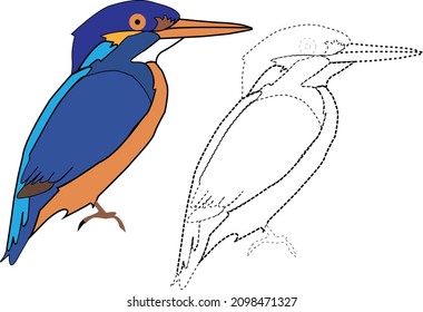 trace the lines and colour Kingfisher