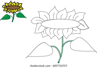 trace the lines and colour the Sunflower