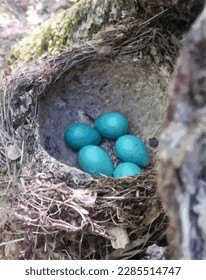 Traced image. Bird's nest with eggs. Blackbird eggs. Easter mood. Spring. Background.