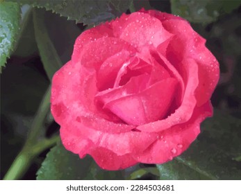 Imagen rastreada. Flor roja suave. Rosa roja. Drogas de agua en una rosa.