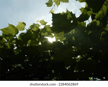 Traced vector. Sky and grape leaves. Summer. Look at the sky. Background image.