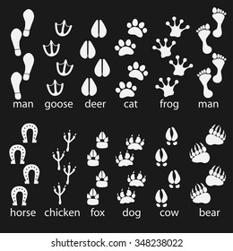 Traces of animals, birds, people