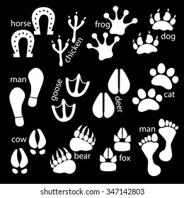 Traces, footprints of animals, birds, people