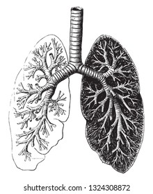 Trachea artery and its ramification in bronchi, vintage engraved illustration. Zoology Elements from Paul Gervais.
