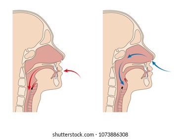 Trachea and esophagus anatomy