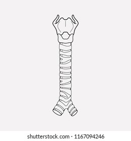 Trachea icon line element. Vector illustration of trachea icon line isolated on clean background for your web mobile app logo design.