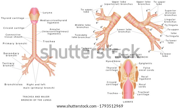 the trachea bronchi and terminal bronchioles contribute to anatomic dead space because