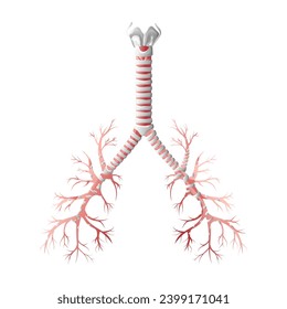 Trachea medical diagram. Vector illustration isolated on white background, cartoon style
