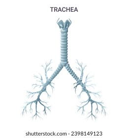 Trachea medical educational diagram. Vector illustration isolated on white background, cartoon style
