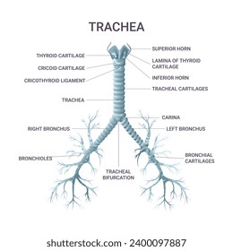 Trachea medical educational infographic. Vector illustration isolated on white background, cartoon style
