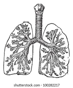 1,017 Bronchial tubes Images, Stock Photos & Vectors | Shutterstock