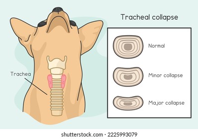 Tracheal Collapse in Dogs kawaii doodle flat cartoon vector illustration