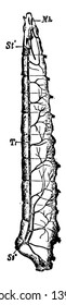 Sistema de tracción de Fly Larva, en el que el tallo longitudinal de la línea vintage del lado derecho o ilustración de grabado.