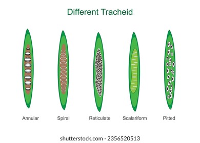  Tracheids are elongated plant cells that transport water and provide structural support, found in various types of vascular plants.