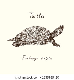 Trachemys scripta elegans (red-eared slider,  red-eared terrapin, water slider) side view, Turtles collection, hand drawn doodle, drawing sketch 