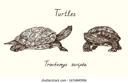 Trachemys scripta elegans (red-eared slider,  red-eared terrapin, water slider) side and front view collection, Turtles collection, hand drawn doodle, drawing sketch