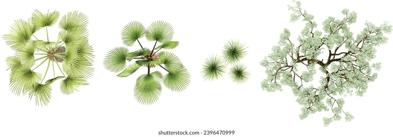 Trachycaprus,Trachycaprusfortunei,Ucla,Agave stricta, trees top view for landscape plan and architecture layout