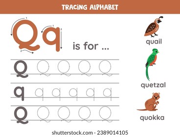 Tracing all letters of English alphabet. Preschool activity for kids. Writing uppercase and lowercase letter Q.  Cute illustration of quail, quokka, quetzal. Printable worksheet.