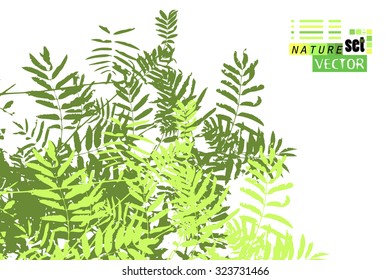 Tracing a branch with leaves. Vector