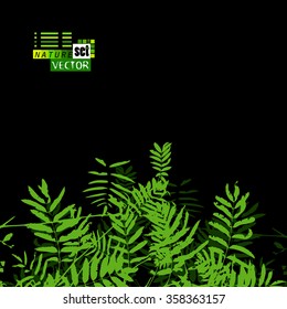 Tracing of a branch with leaves. Vector