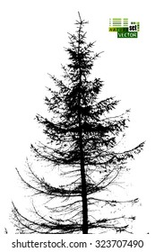 tracing fir-tree object. Vector