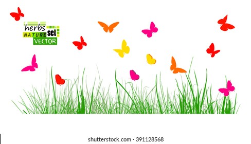 tracing grass with colorful butterflies. Vector