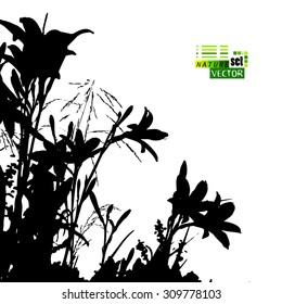 Tracing lily background silhouette. Vector