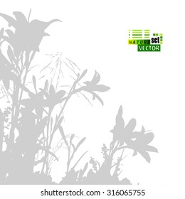 Tracing lily background silhouette. Vector