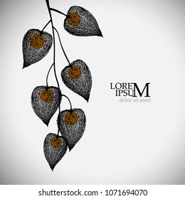 tracing Physalis. Vector