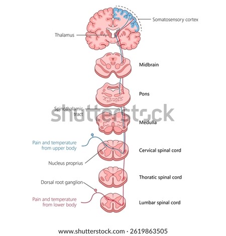 tracing the spinothalamic tract, showing how pain and temperature signals travel from the body through the spinal cord to the brain diagram hand drawn schematic vector. Medical science educational