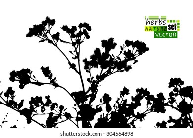 Tracing thistle. Vector