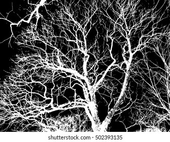 tracing trees. Vector