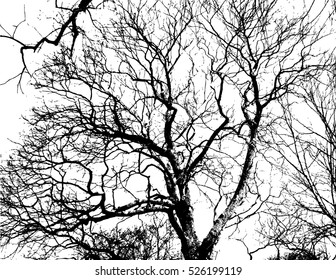 tracing trees. Vector